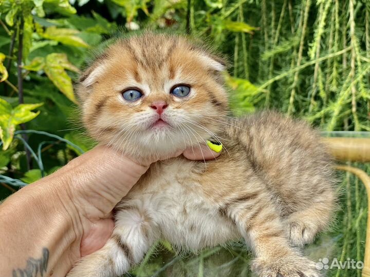 Шотландское золото