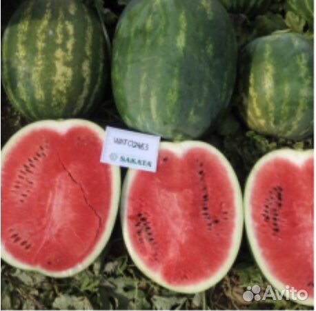 Семена арбуза Осман