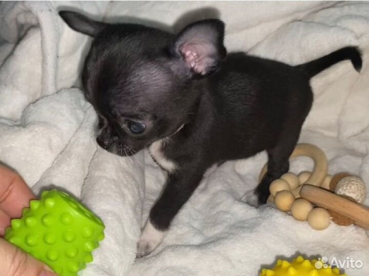 Чихуахуа мини