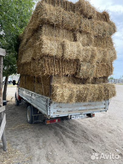 Солома пшеничная