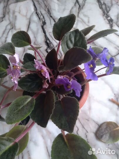 Сортовые фиалки цветущие и детки