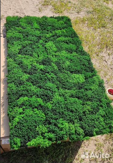 Мох кочка от производителя опт