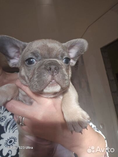 Мальчик голубопалевый