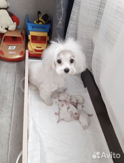 Болонка вязка