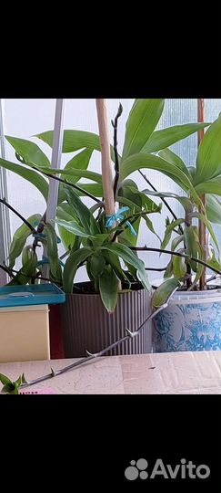 Золотой ус. Лечебный