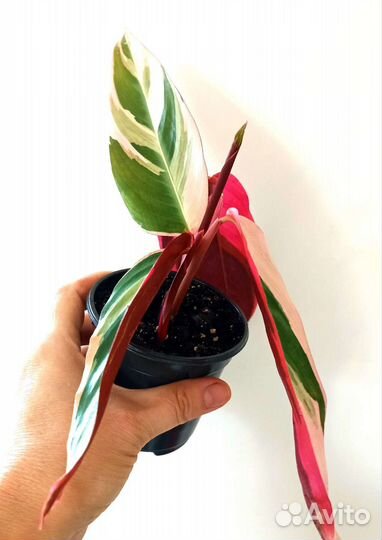 Строманта триколор