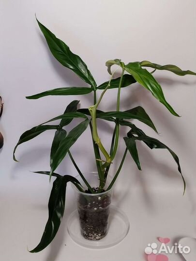 Филодендроны