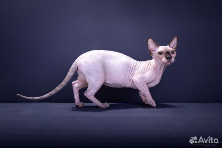 Канадский сфинкс Бмбинка