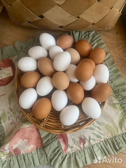 Яйцо домашнее