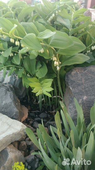 Купена, вербейник