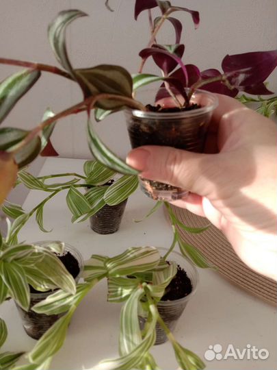 Традесканция