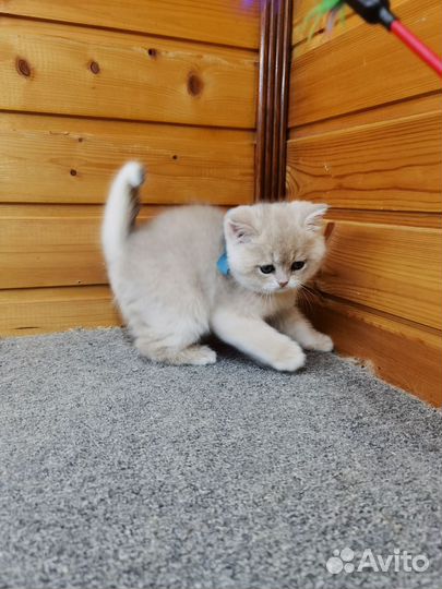 Малыш голубое золото