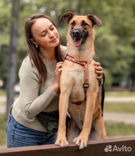 Яркая собака в добрые руки