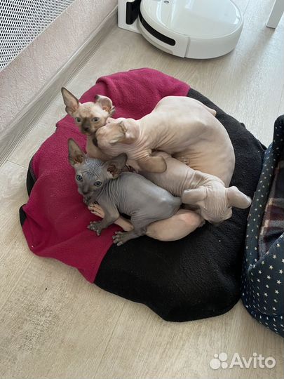 Канадский сфинкс