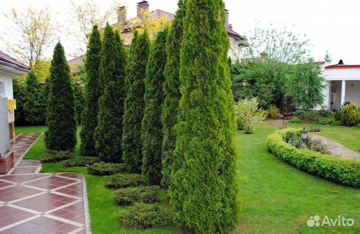 Туи западные