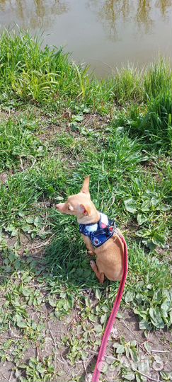 Мини той-терьер