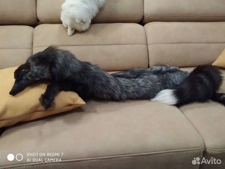 Горжета мпмо 