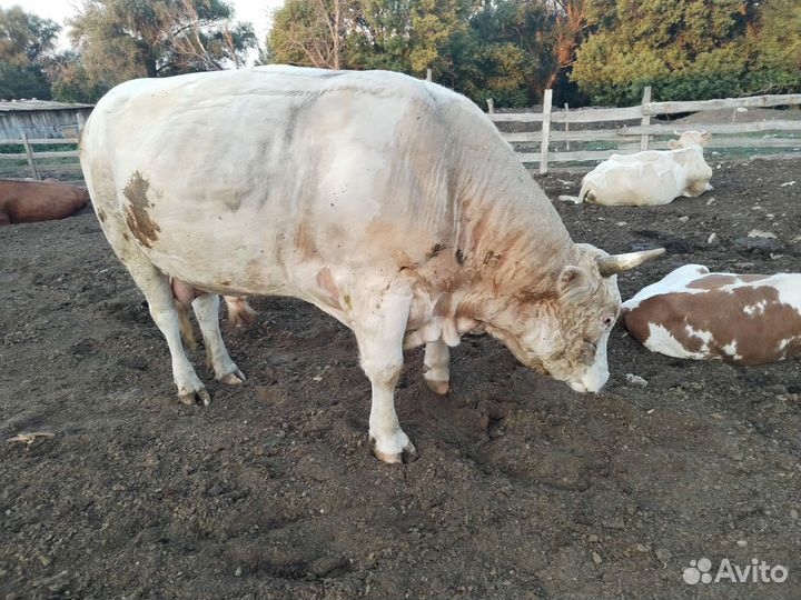 Бык Симинтал