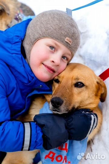 Добрая собака в добрые руки. Щеня