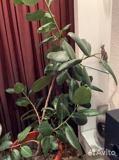 Фикус робуста