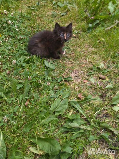 Котята в добрые руки даром