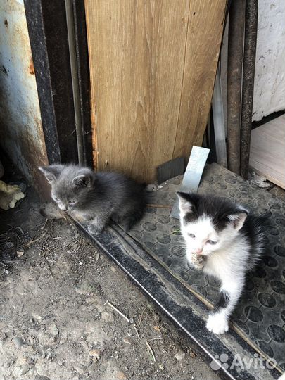 Котята 2 месяца в добрые руки
