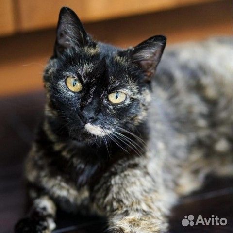 Кошка кот котята с необычным окрасом в добрые руки