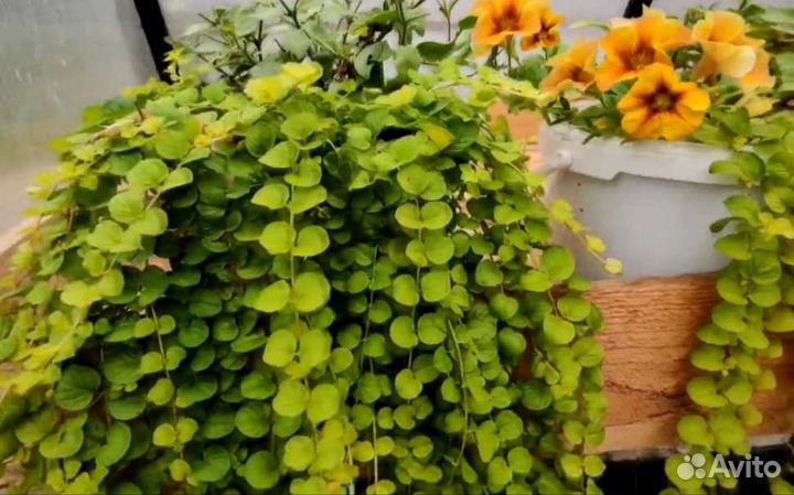 Дримиопсис пятнистый клубень и вербенник монетчат