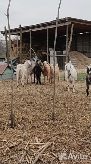 Козы котные