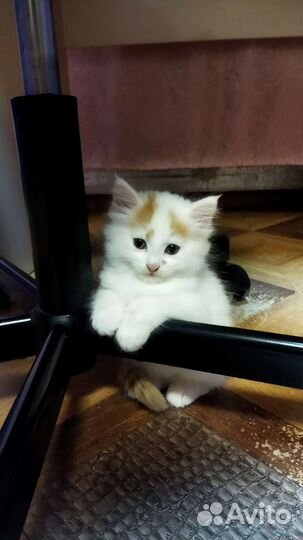 Котята в добрые руки бесплатно