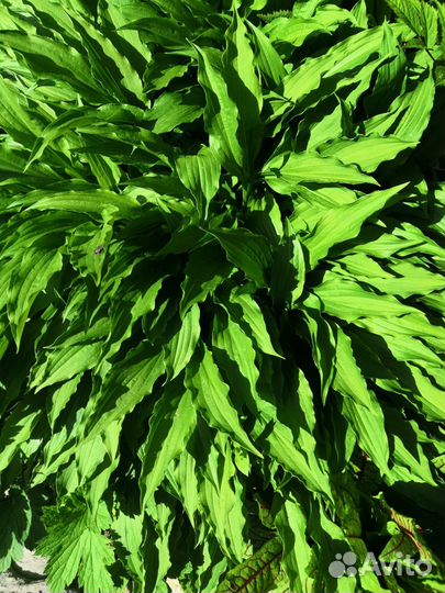 Продаются хосты