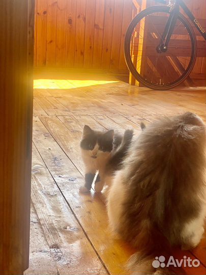 Котенок крошечный