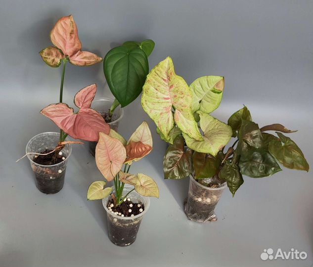 Набор комнатных растений