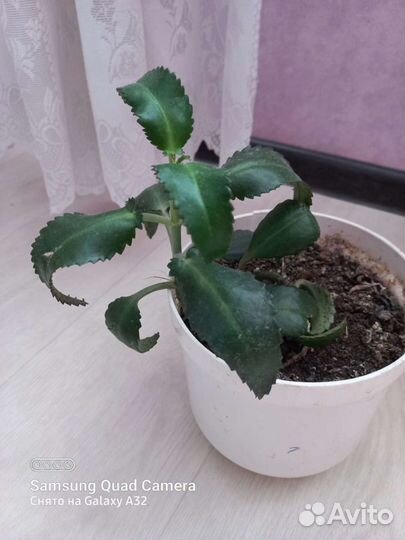 Продам цветы комнатные