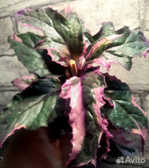 Гинура вариегатная