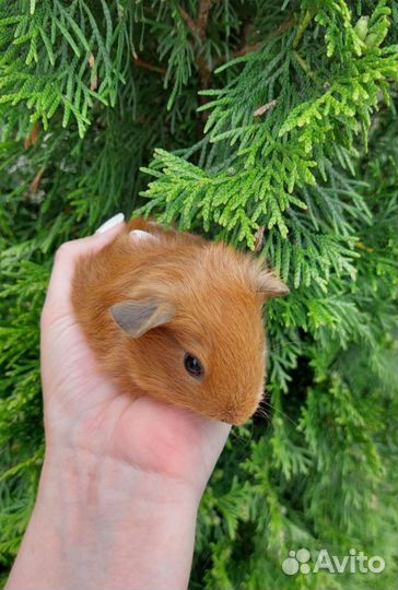 Морские свинки калифорния