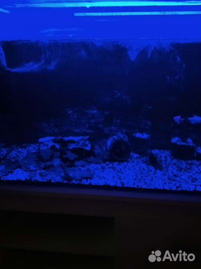 3 Аквариума