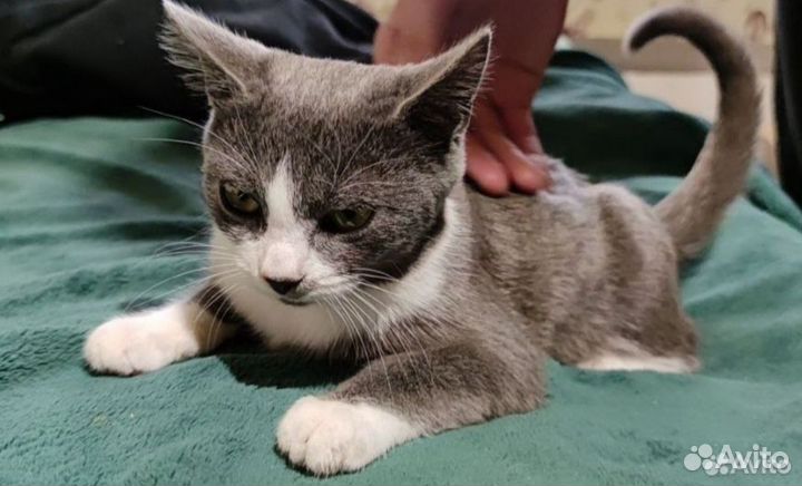 Продажам кошек