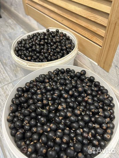 Черная и красная смородина