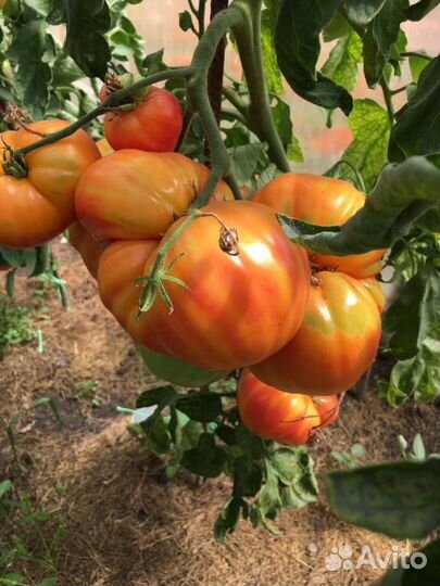 Редкие коллекционные сорта томатов