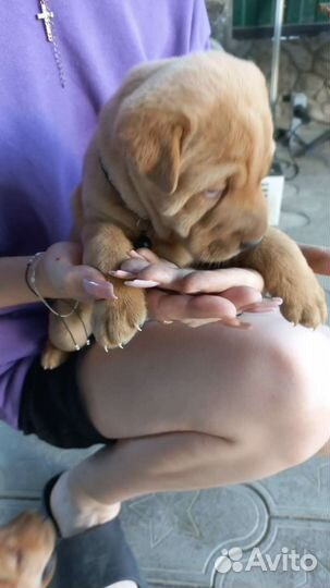 Щенки шарпей