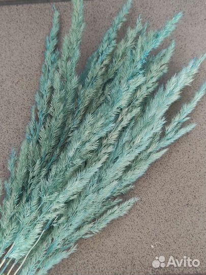 Сухоцвет вейник