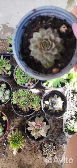 Молодило каменная роза