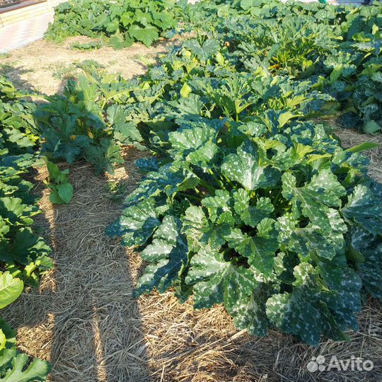 Кабачки свежие домашние