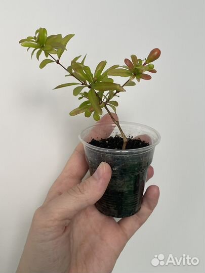 Комнатный гранат