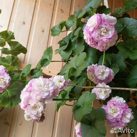 Пеларгония герань