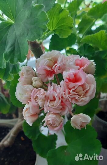 Пеларгония Denise