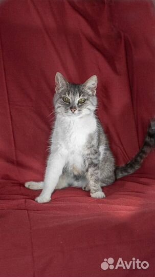 Кошка в дар