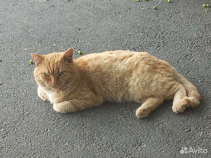 Кошка в дар