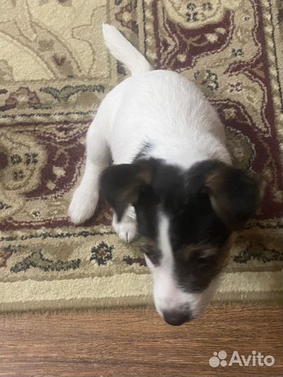 Щенки джек рассел терьер